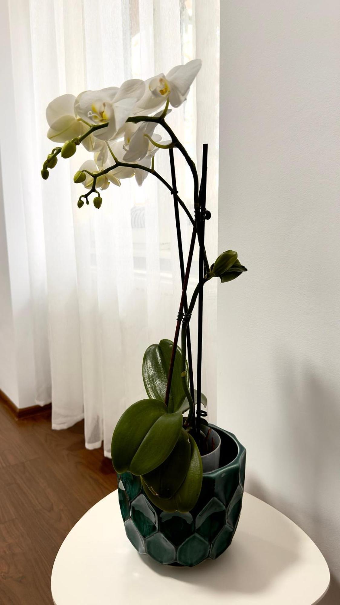 Phoenix Central Apartments Сибиу Экстерьер фото